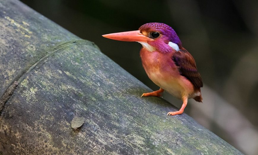 This Super Rare Bird Has Been Photographed For The First Time