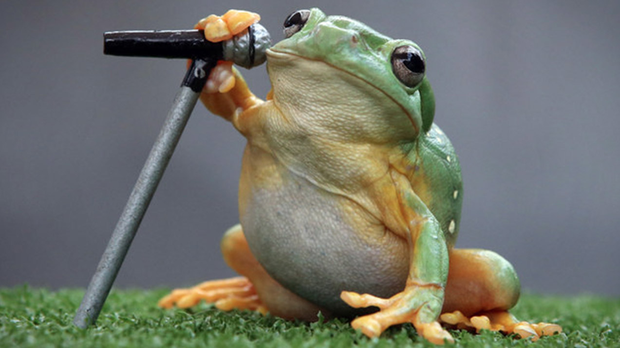 Frog Microphone 1