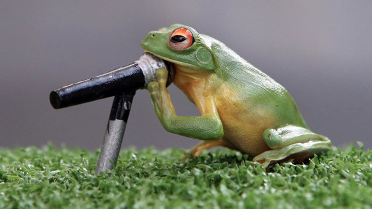 Frog Microphone 2