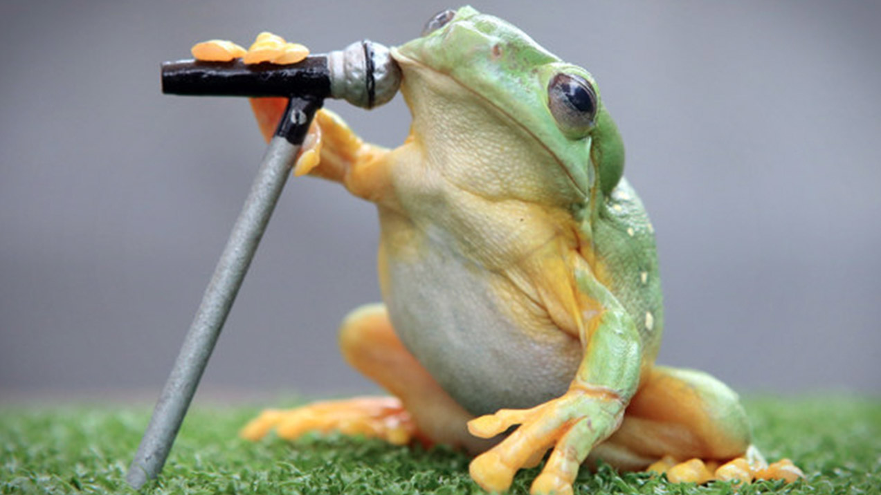 Frog Microphone 6