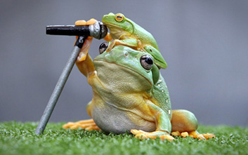 Frog Microphone happy