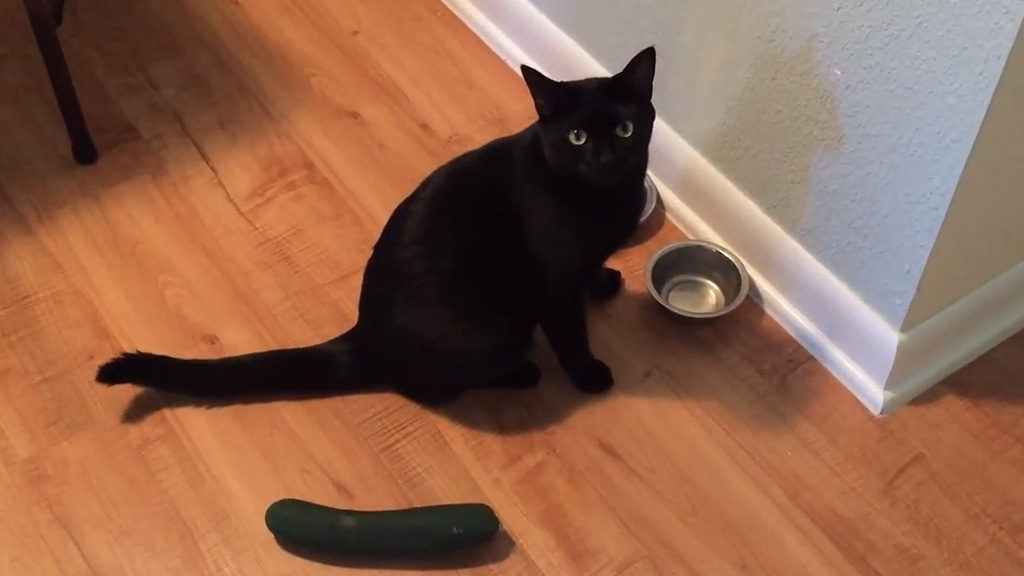 Cats afraid of Cucumber
