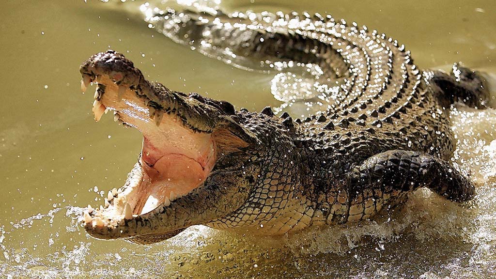 Crocodile prison guards indonesia