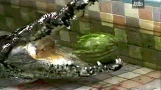 Crocodile prison guard