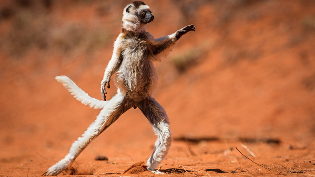 Comedy Wildlife awards Lemur