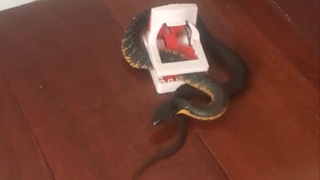 tiger snake in mouse trap