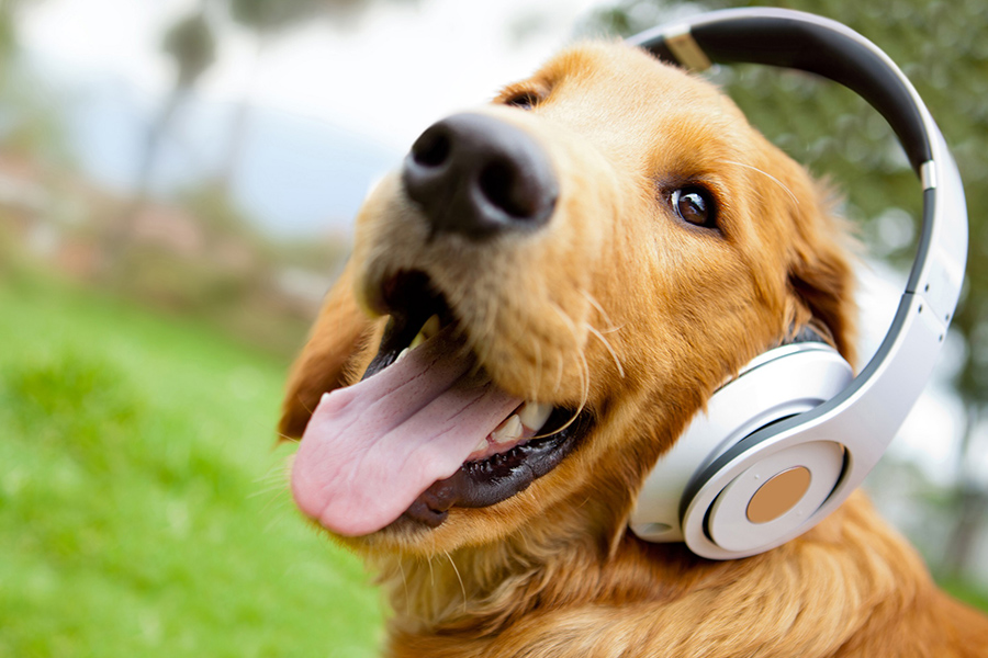 dog friendly music