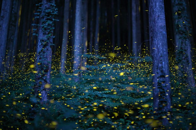 Who knew the life of a firefly was so photo-worthy?