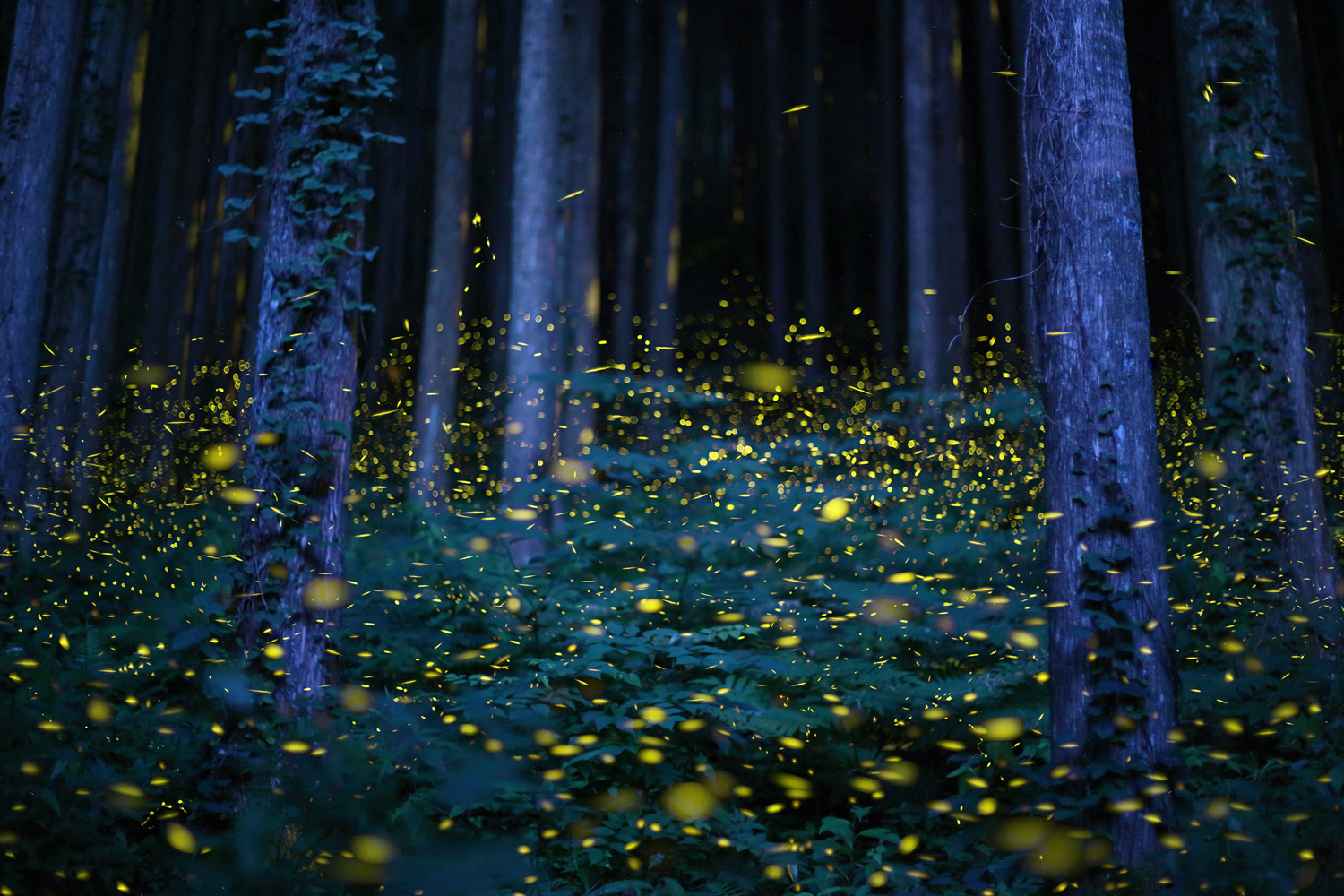 Who knew the life of a firefly was so photo-worthy?