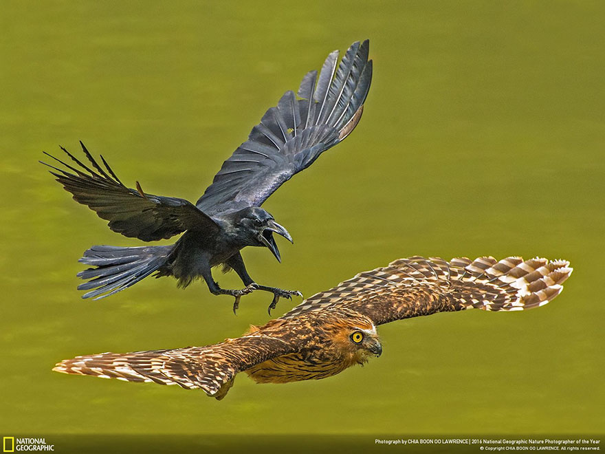 Honourable Mention, Animal Portraits: Crow chasing Puffy Owl