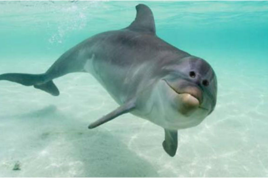 Dolphin - what would your favourite animals look like with eyes at the front?