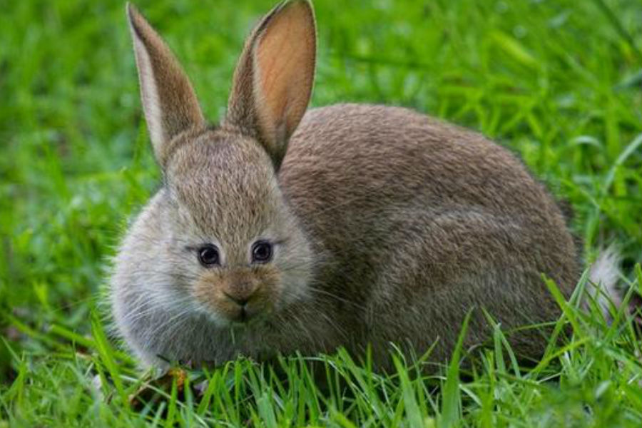 Rabbit - what would your favourite animals look like with eyes at the front?