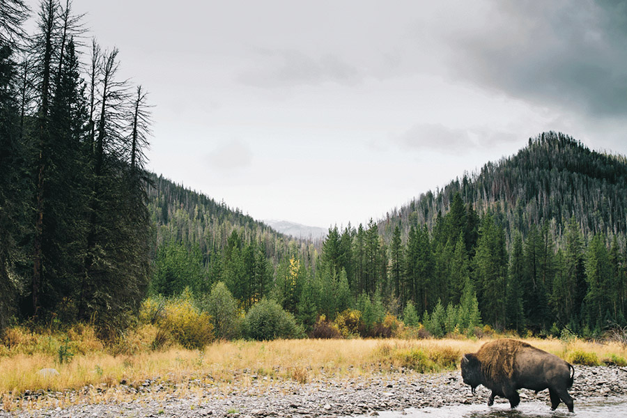 Yellow Stone national park