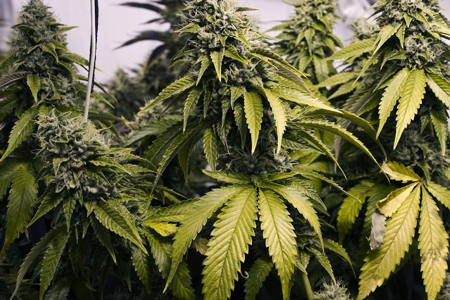 cannabis canada legal weed legalisation