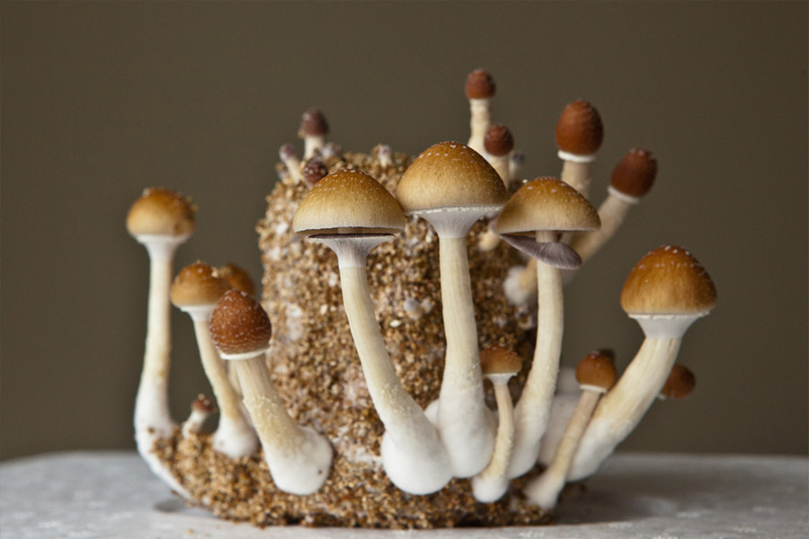 psilocybin mushrooms depression treatment