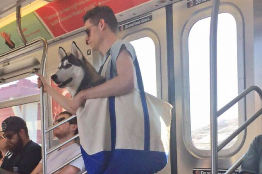 NYC subway dog ban