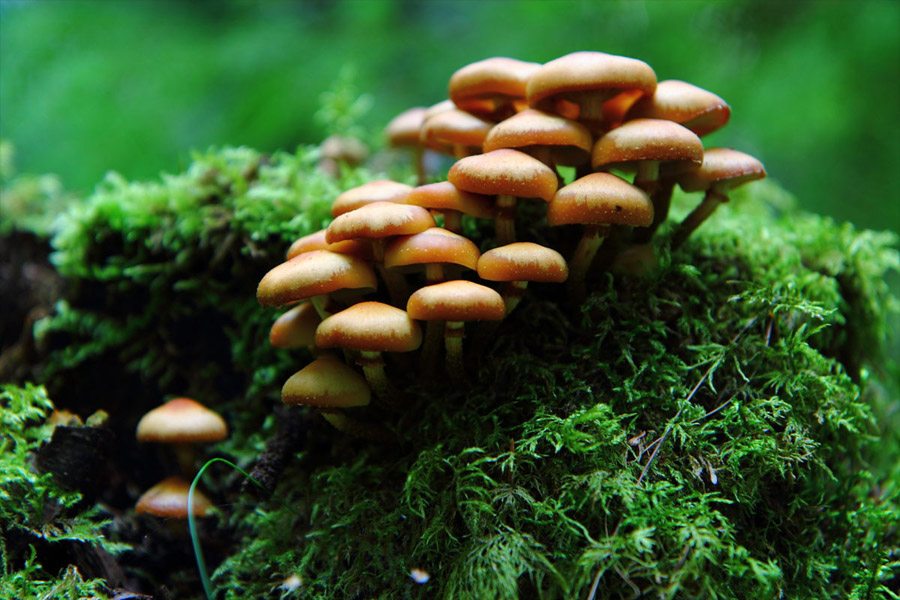 magic mushrooms psilocybin depression treatment