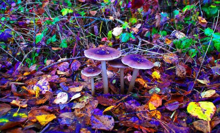 magic mushrooms playlist