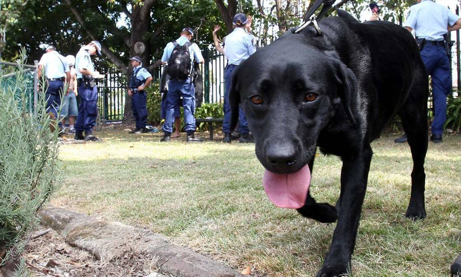 strip-searching nsw police sniffer dog