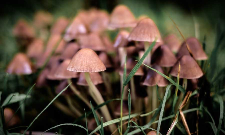 magic-mushrooms-melbourne-hospital-trial
