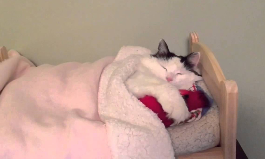 nasa cat in bed