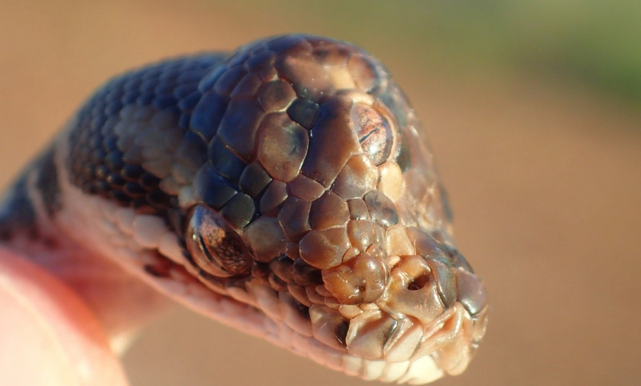 three-eyed-python