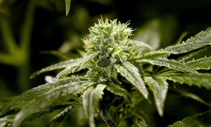 weed cannabis marijuana nevada