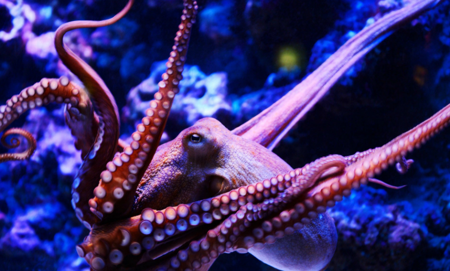 octopus mdma study