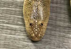This derpy looking snake is causing a ruckus on the internet