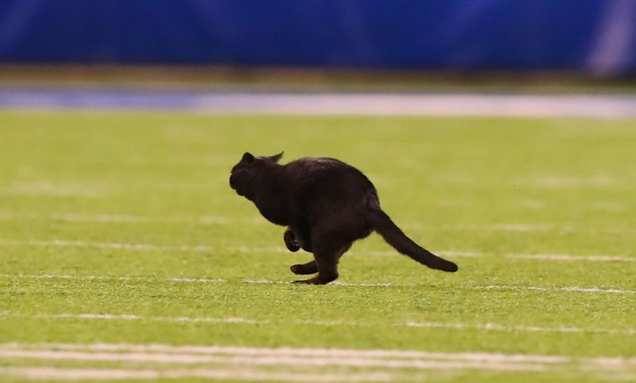 EAST RUTHERFORD, NJ - NOVEMBER 04:  A Black Cat runs onto the field during the second quarter of the National Football League game between the New York Giants and the Dallas Cowboys on November 4, 2019 at MetLife Stadium in East Rutherford, NJ.   (Photo by Rich Graessle/Icon Sportswire via Getty Images)
