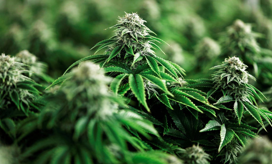 home-growing cannabis italy weed marijuana