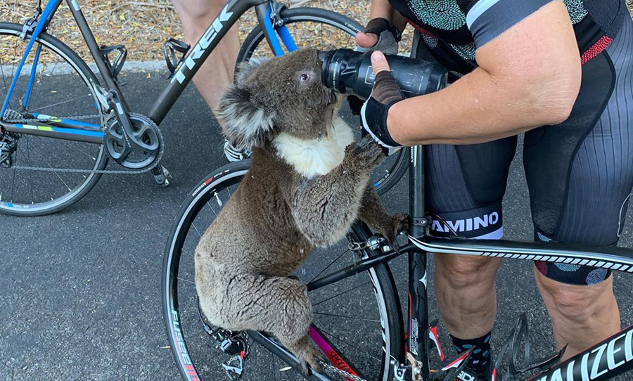 thirsty koala cyclist adelaide