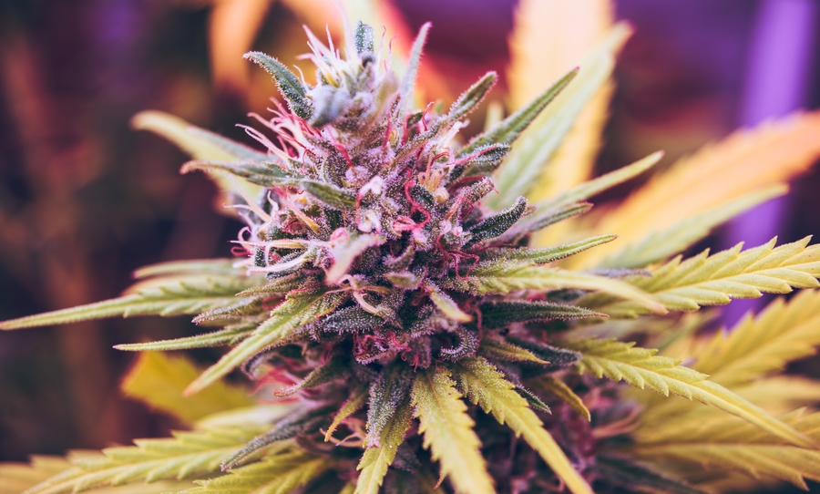 new marijuana cannabinoids discovered
