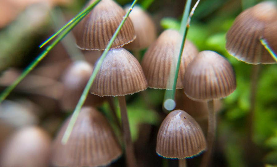 A single dose of magic mushrooms can reduce depression for five years