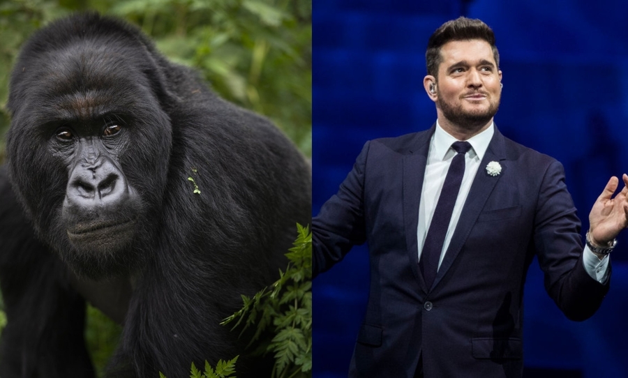 michael buble, gorillas