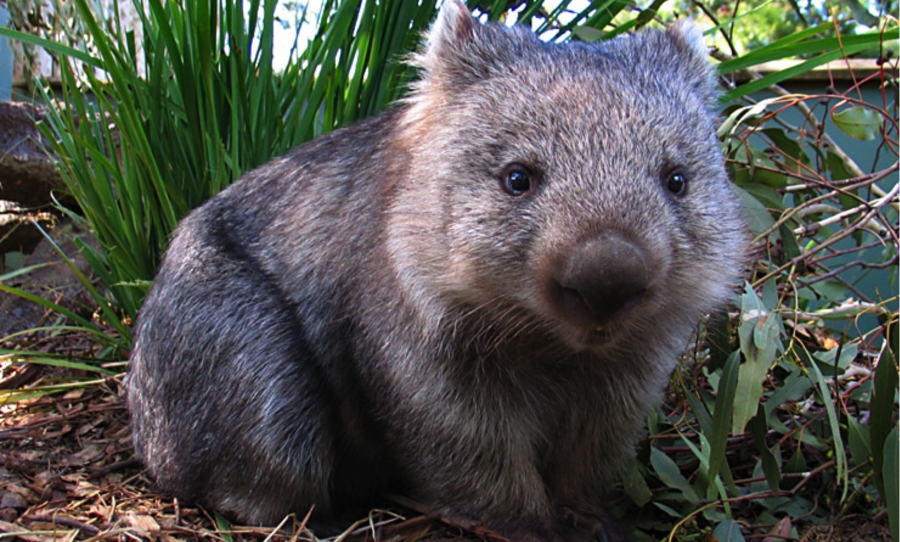 wombat hunting