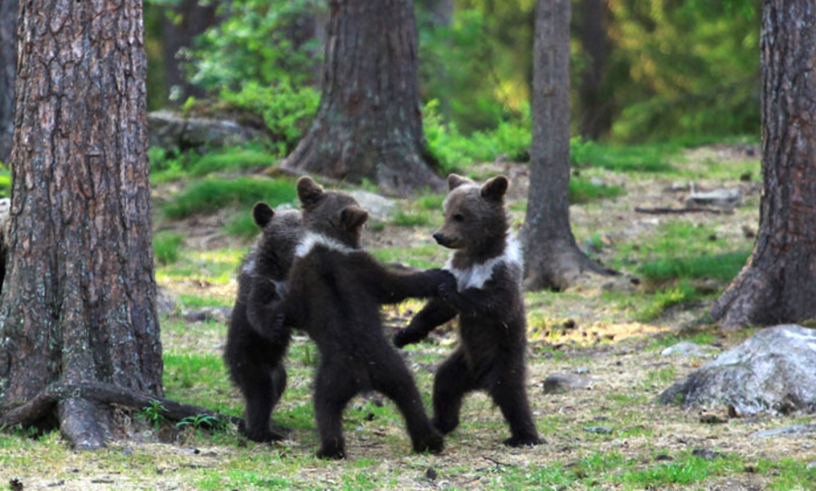 baby bears finland