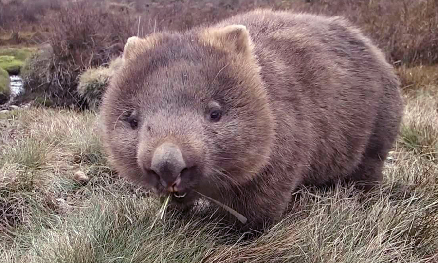 Wombat