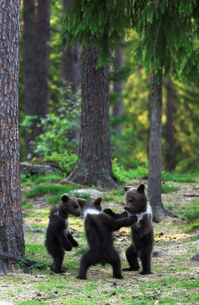 baby bears finland