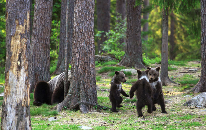 baby bears finland