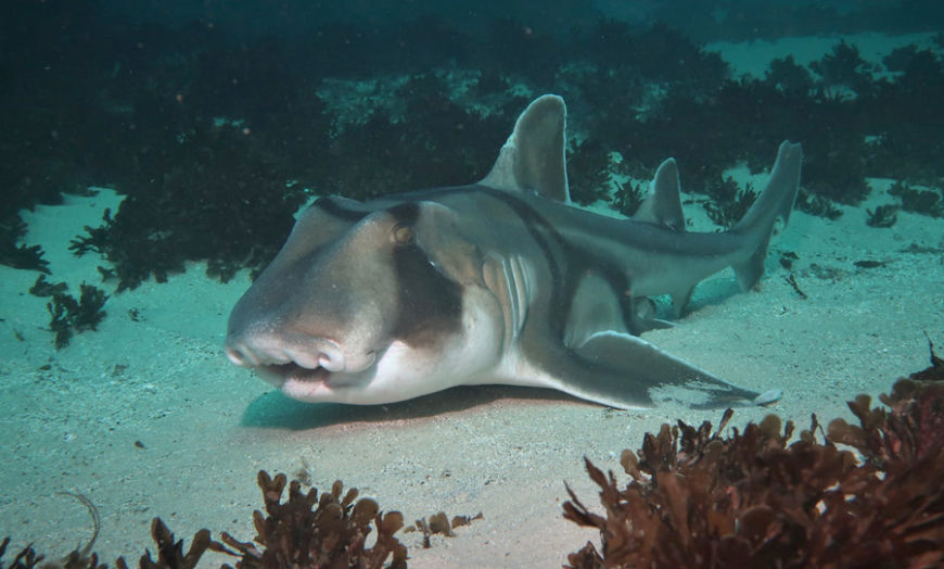 Port Jackson Shark Sydney Dives