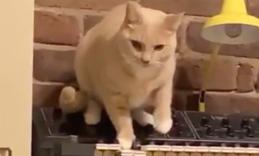 A Video Of A Cat Playing The World S Most Haunted Melody Is Going