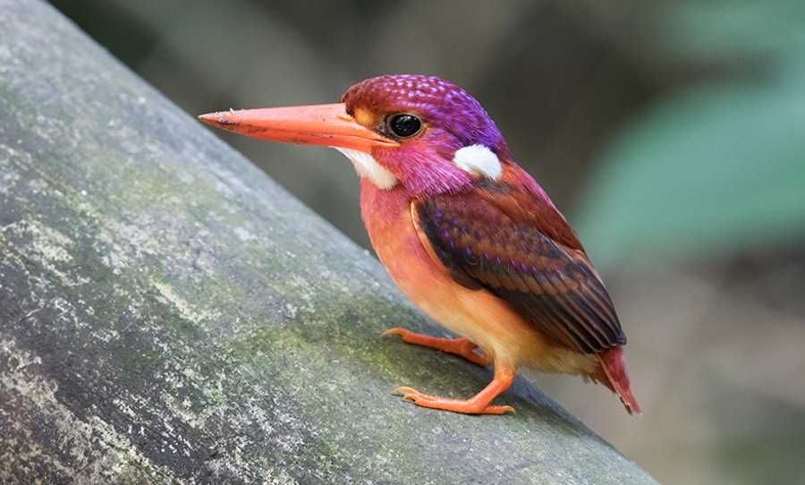 This Super Rare Bird Has Been Photographed For The First Time