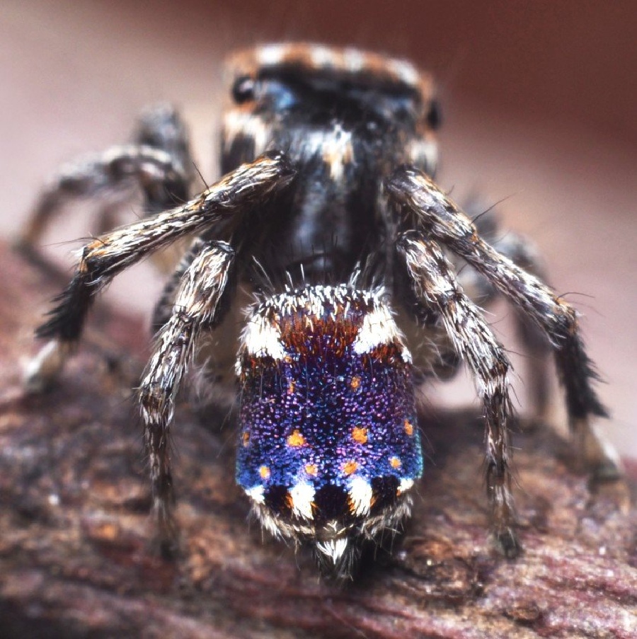https://happymag.tv/seven-new-adorab…pider-discovered/