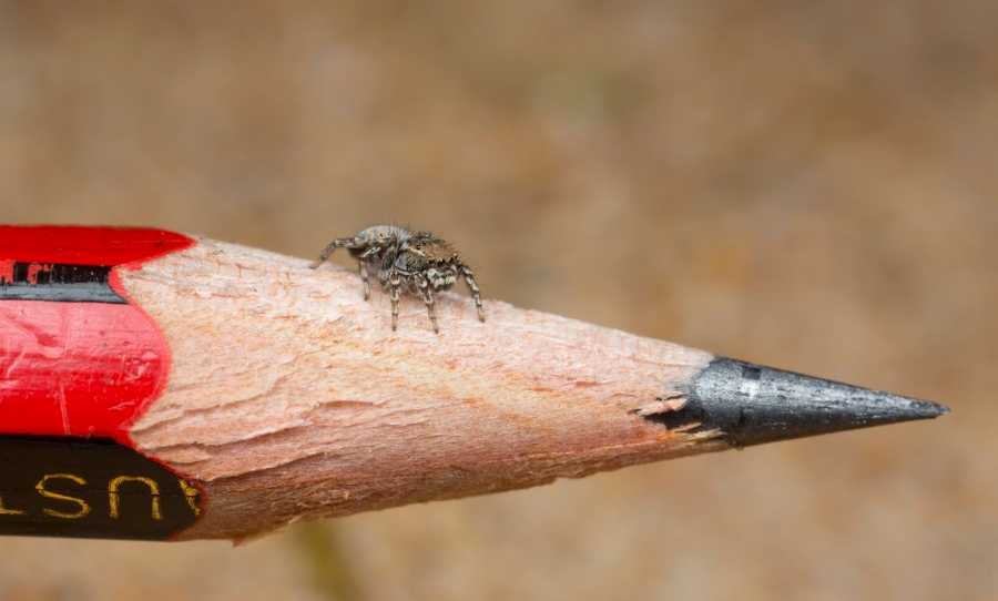 I travelled Australia looking for peacock spiders, and collected 7 new  species (and named one after the starry night sky)