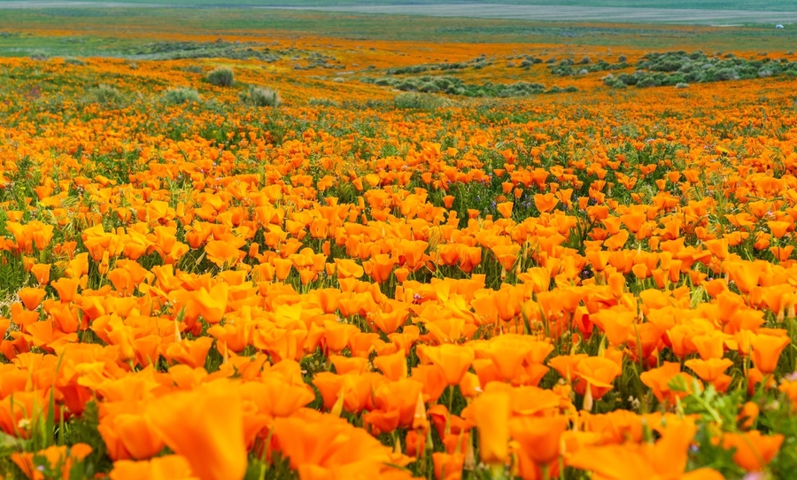 NASA releases images of the Californian superbloom from space