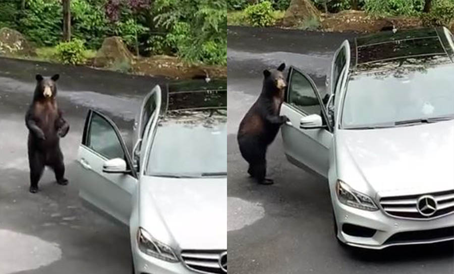 Watch this bear trying to carjack a Mercedes while the owners scream from  afar
