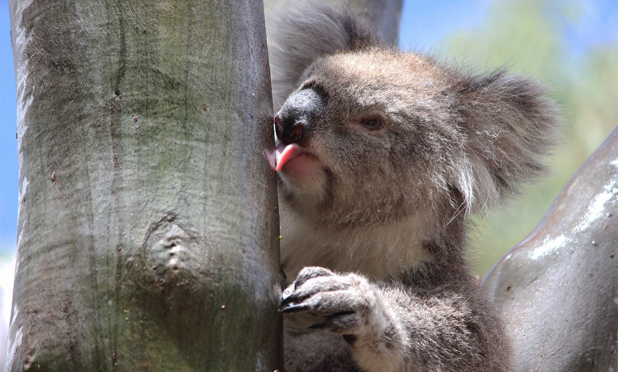 Koalas lick water off trees