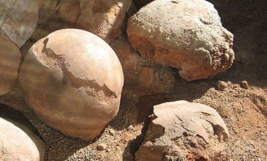 66 million-year-old egg the size of a football discovered in Antarctica