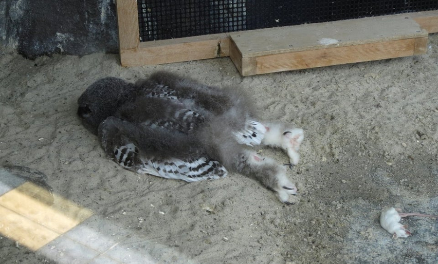 baby owls sleep face down 1